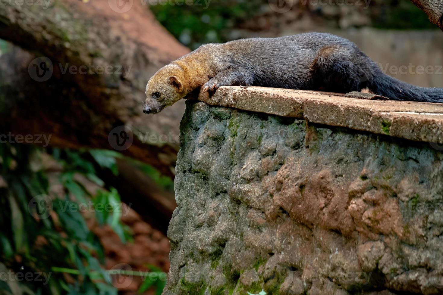 tayra animale selvatico foto