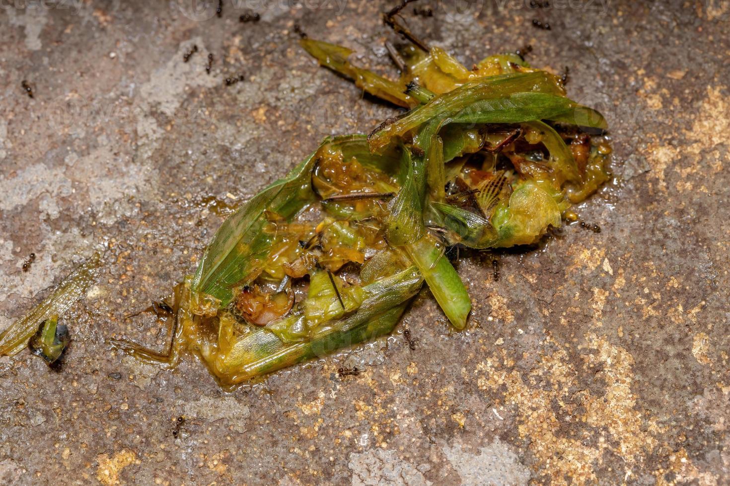 katydid a testa di cono morta foto