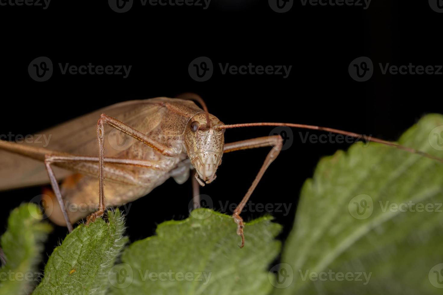 femmina adulta foglia katydid foto