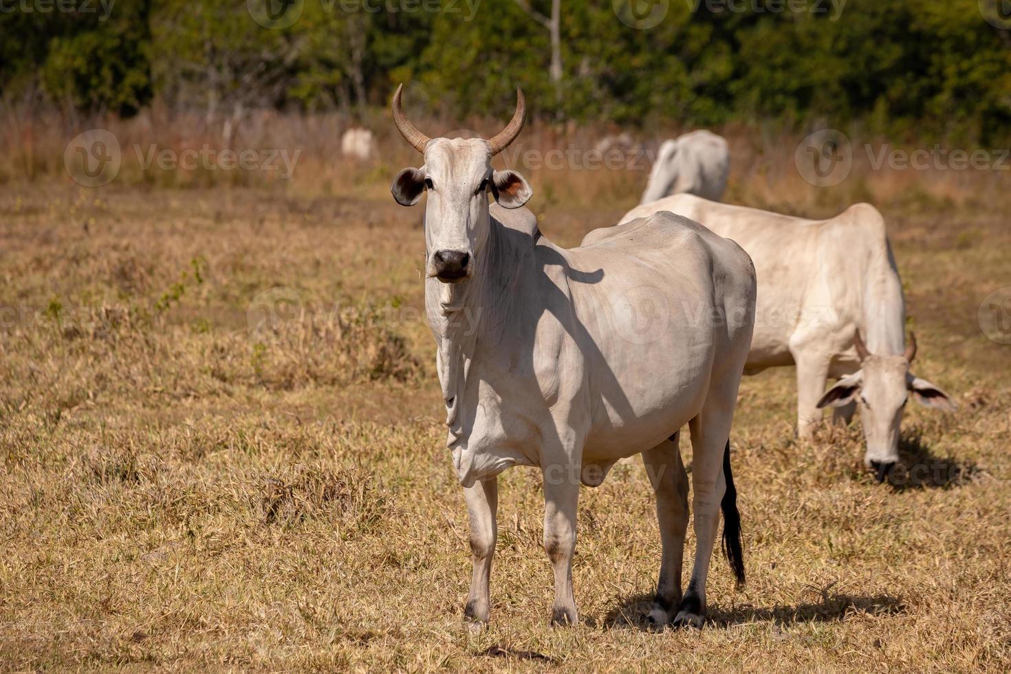 mucca adulta in una fattoria foto