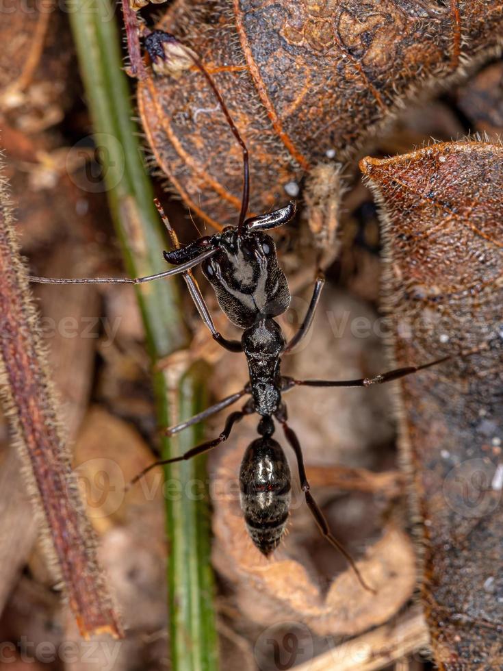 formica della mascella trappola per adulti foto