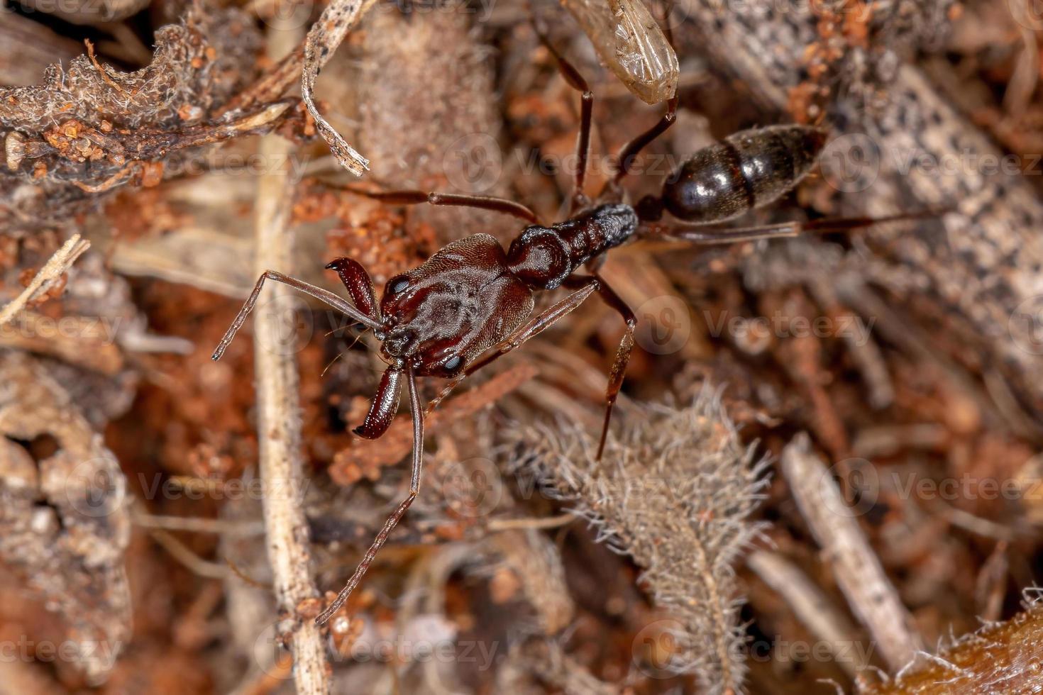 formica rossa adulta con la mascella trappola foto