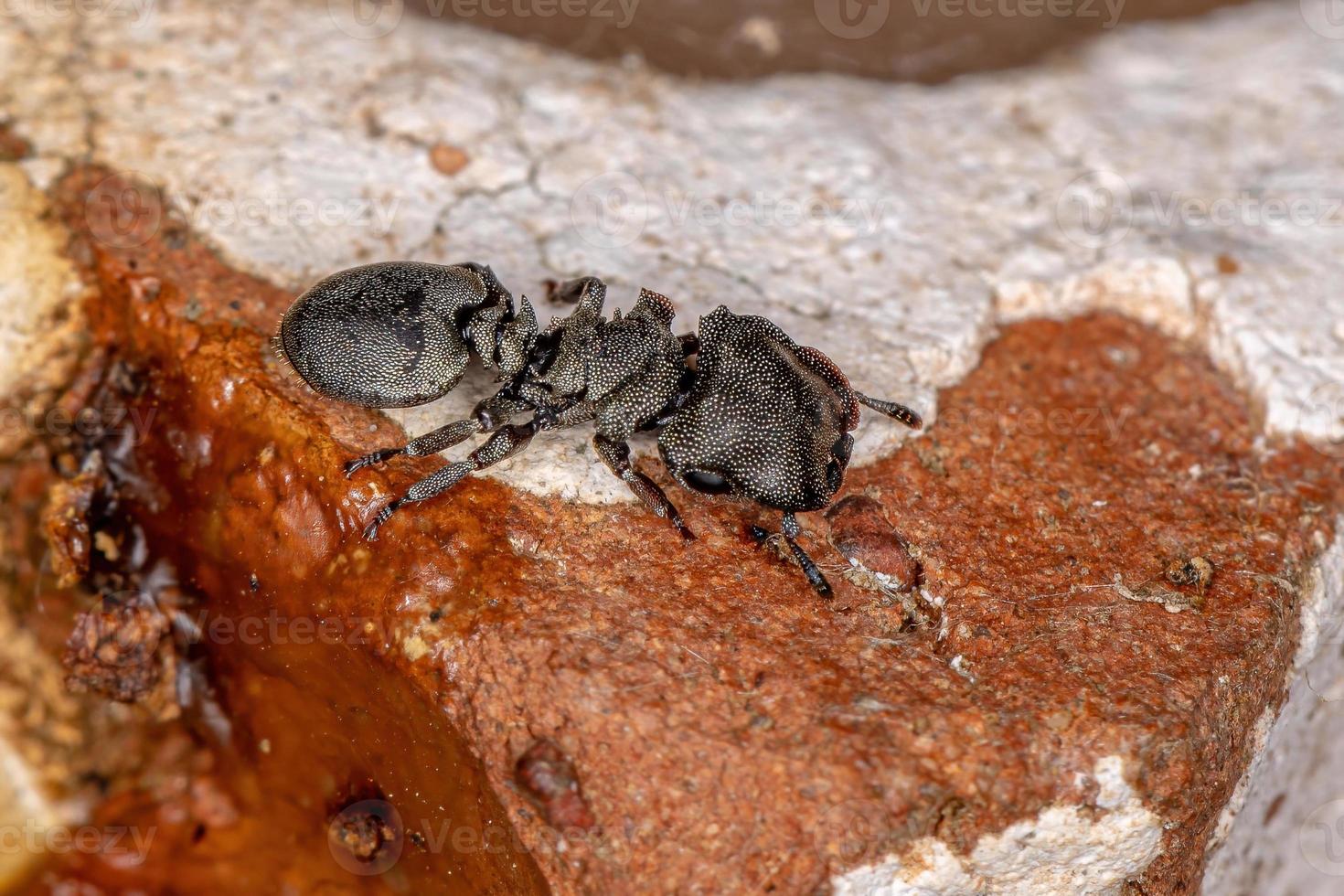 formica tartaruga nera adulta foto
