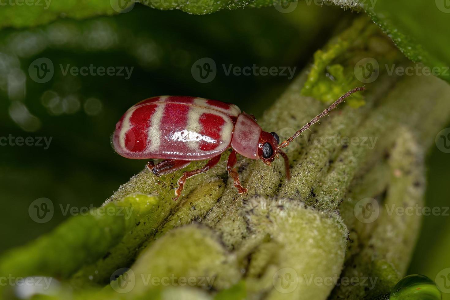 scarabeo delle pulci adulto foto