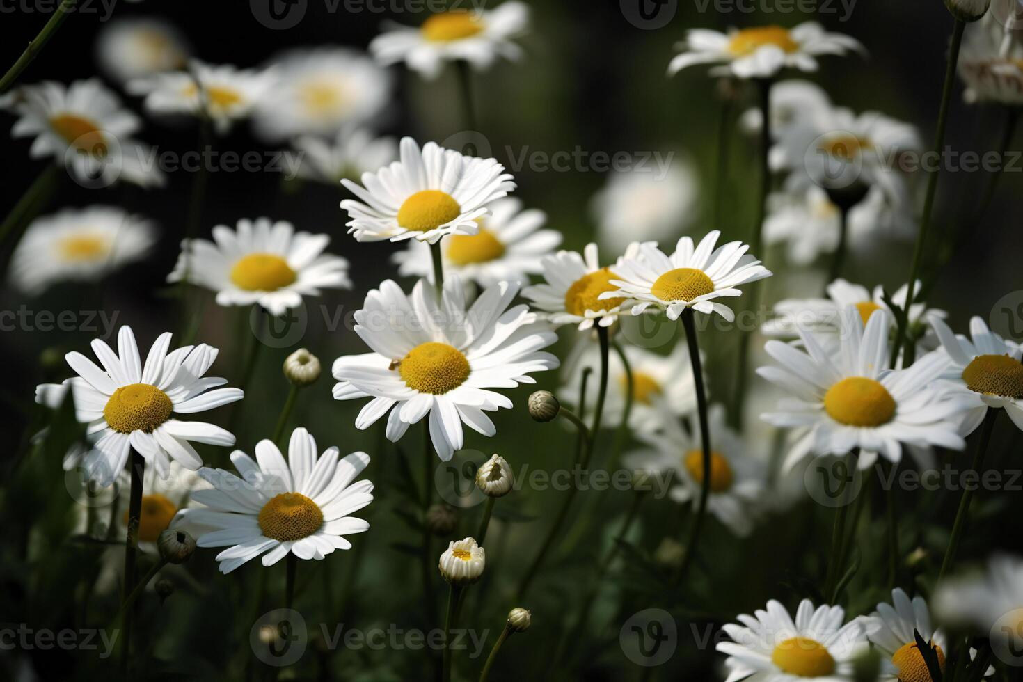 ai generato estate campo di bianca camomilla avvicinamento di molti fresco camomilla fiori foto