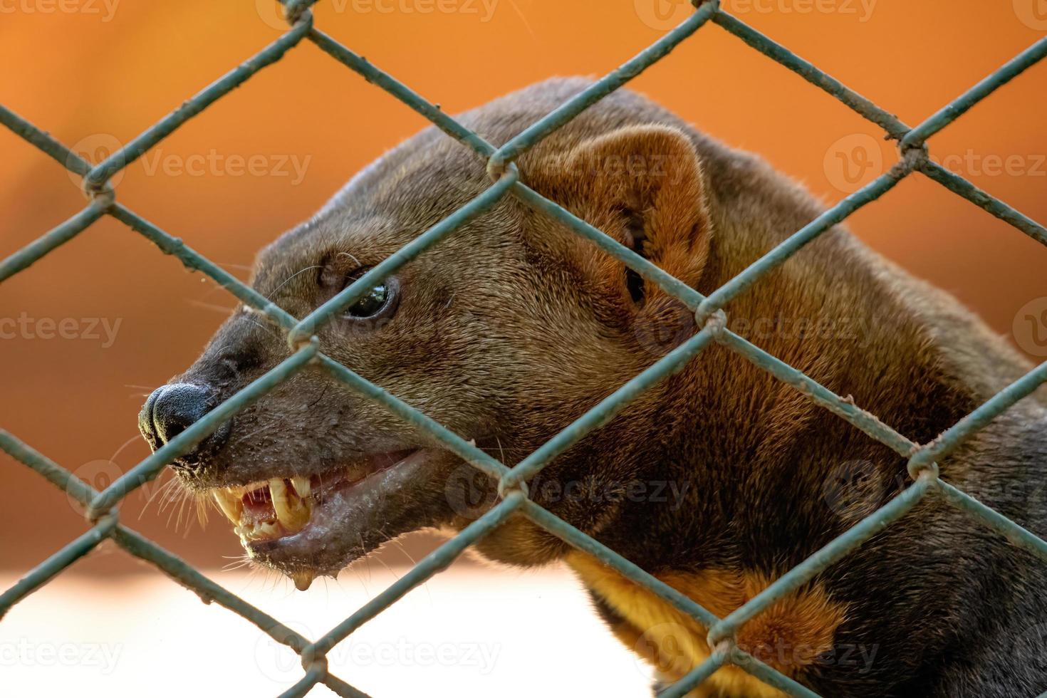 tayra animale selvatico foto