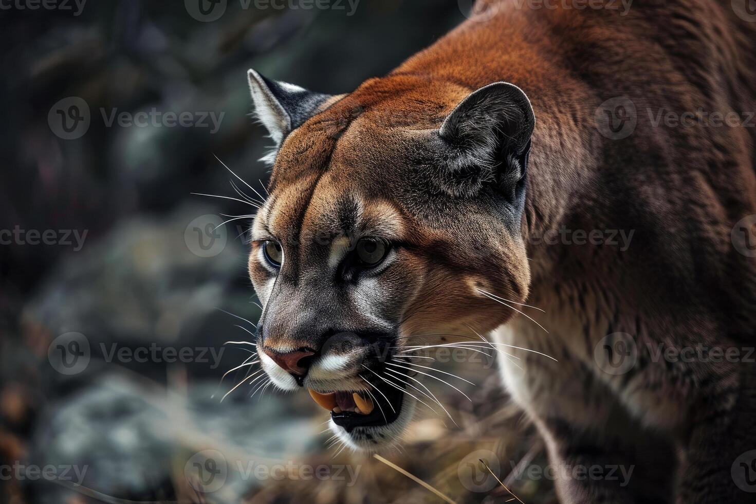 ai generato ruggente Puma o montagna Leone cacce suo preda foto