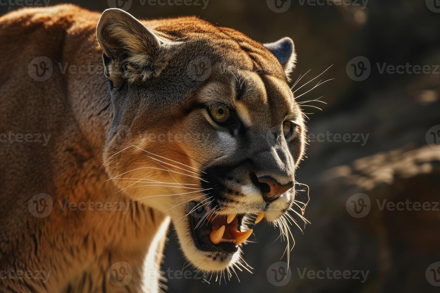 ai generato ruggente Puma o montagna Leone cacce suo preda foto