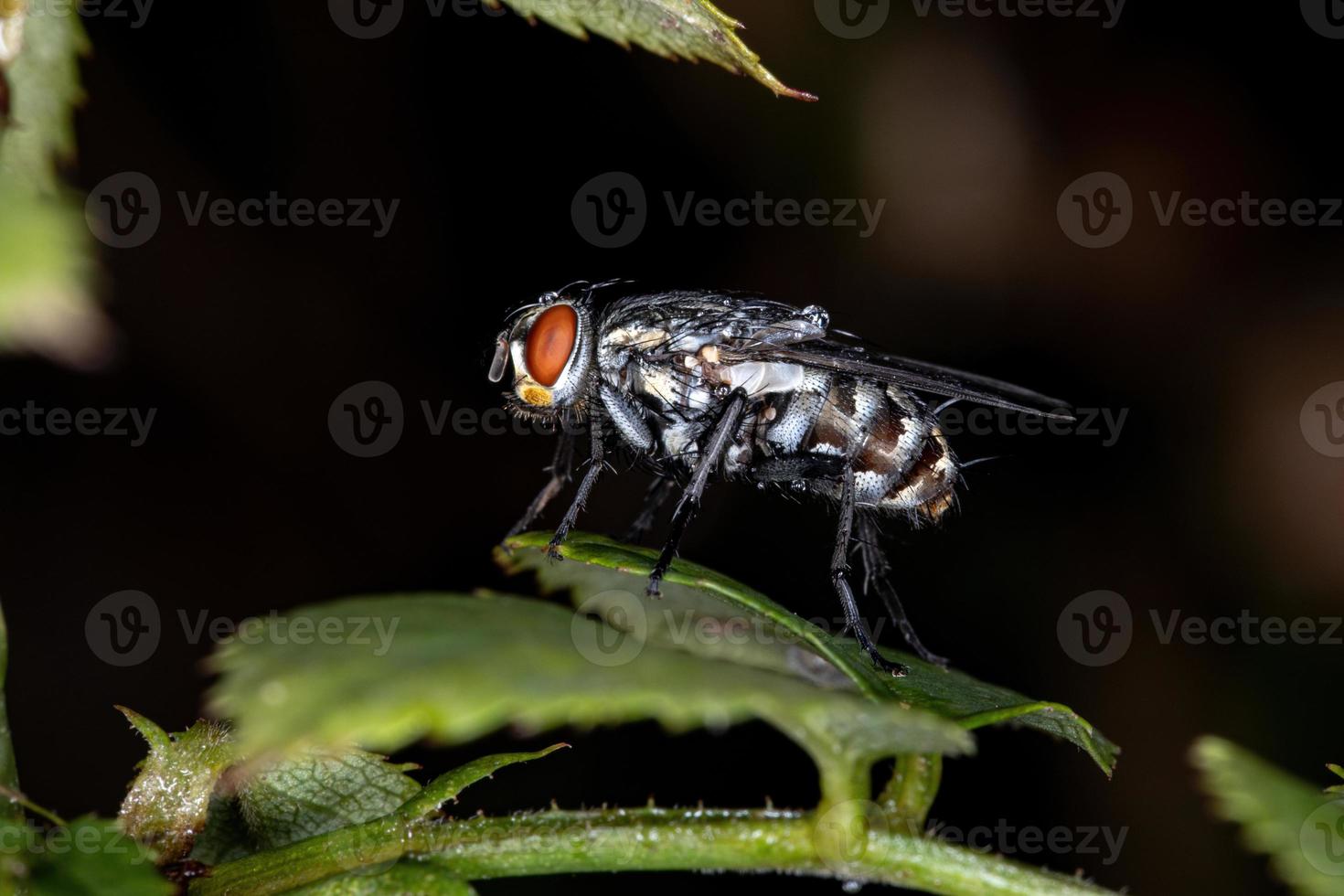 mosca di carne adulta foto