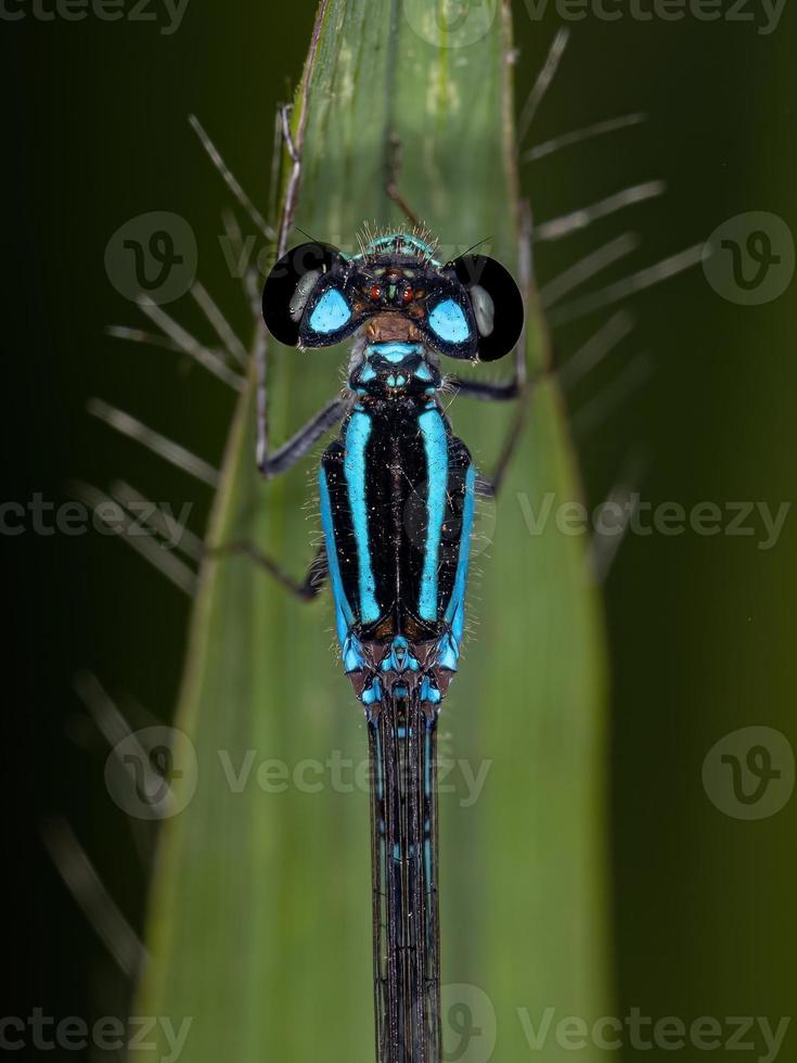 libellula adulta dalle ali strette foto