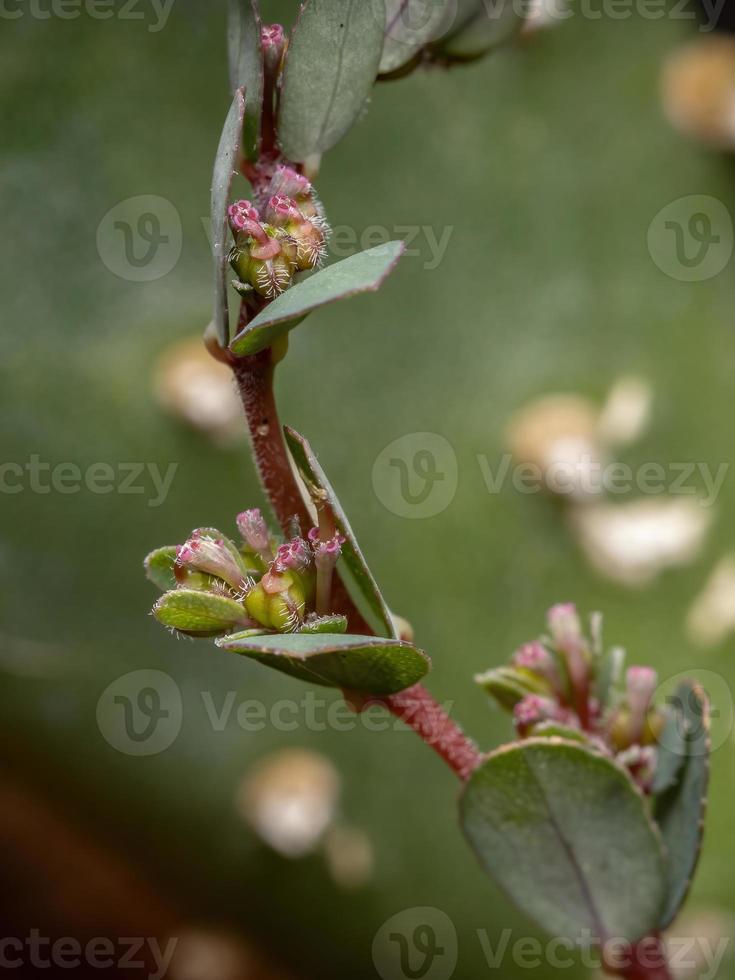 fiori e frutti della pianta di sabbia prostrata foto