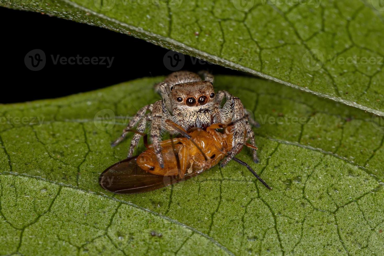 piccolo ragno saltatore che preda una mosca lauxanide foto