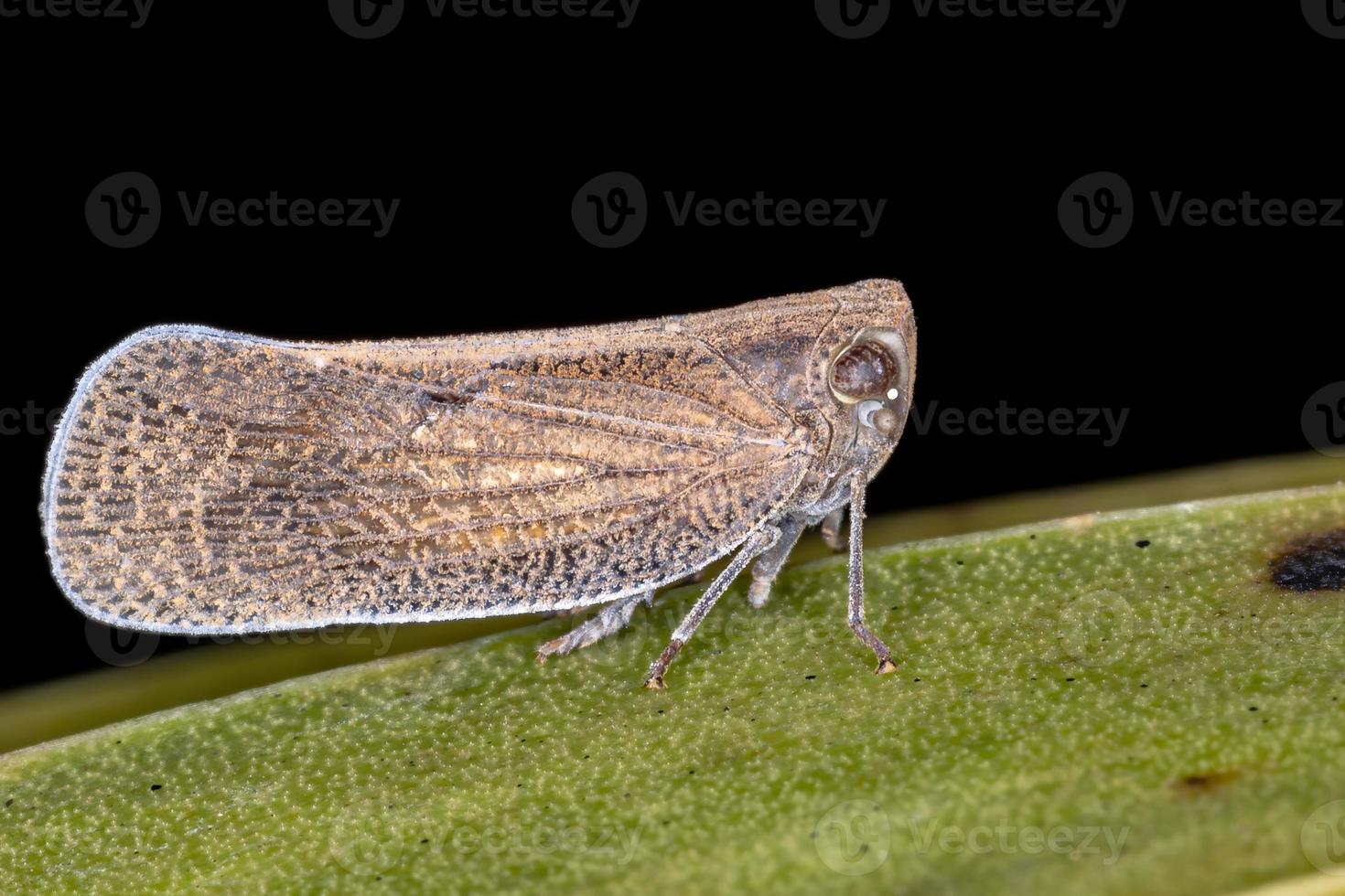 planthopper nogodinid adulto foto