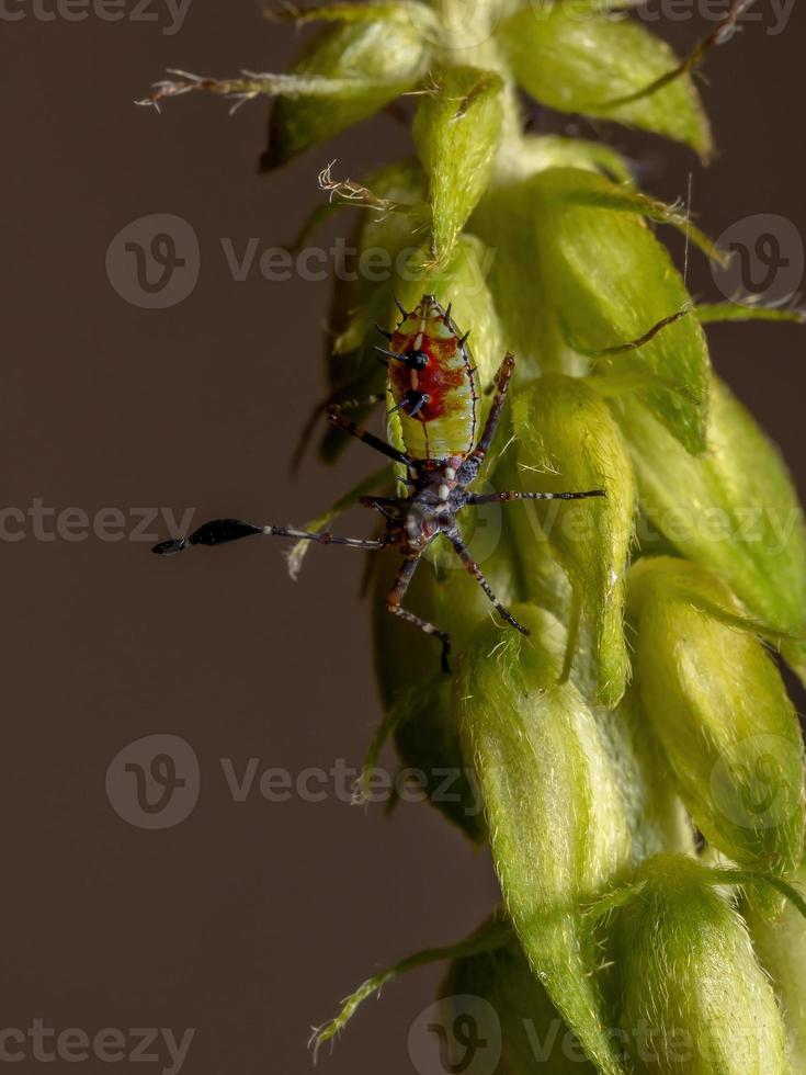 ninfa dai piedi di foglia foto