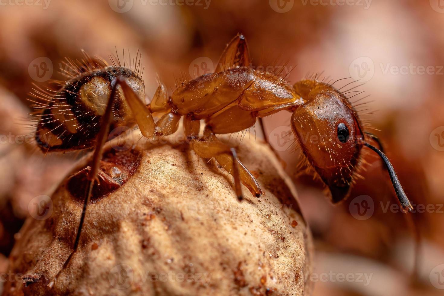 formica carpentiere femmina adulta foto