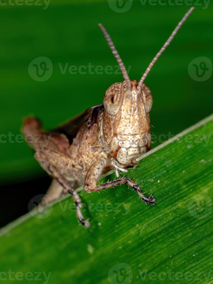 cavalletta brasiliana dalle corna corte foto