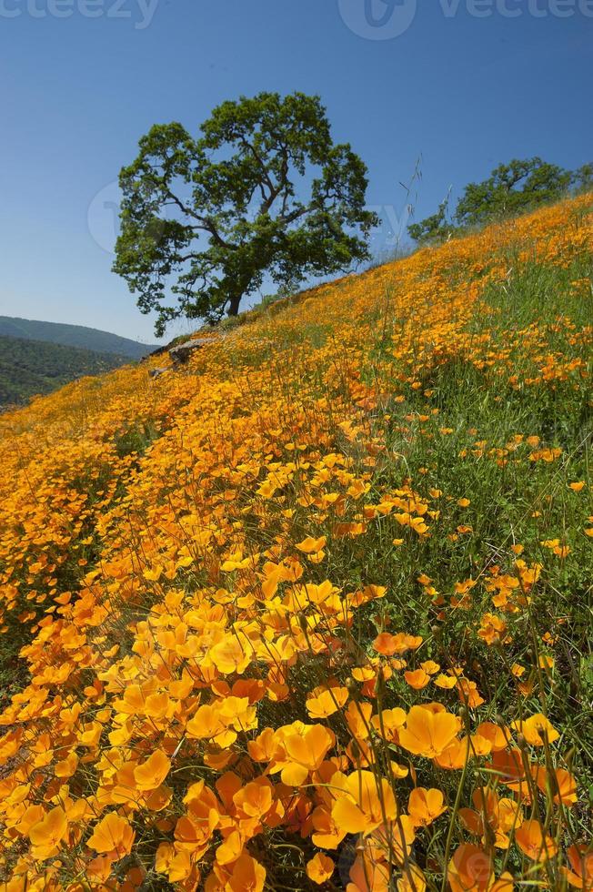 papavero hillside, coloma, california foto