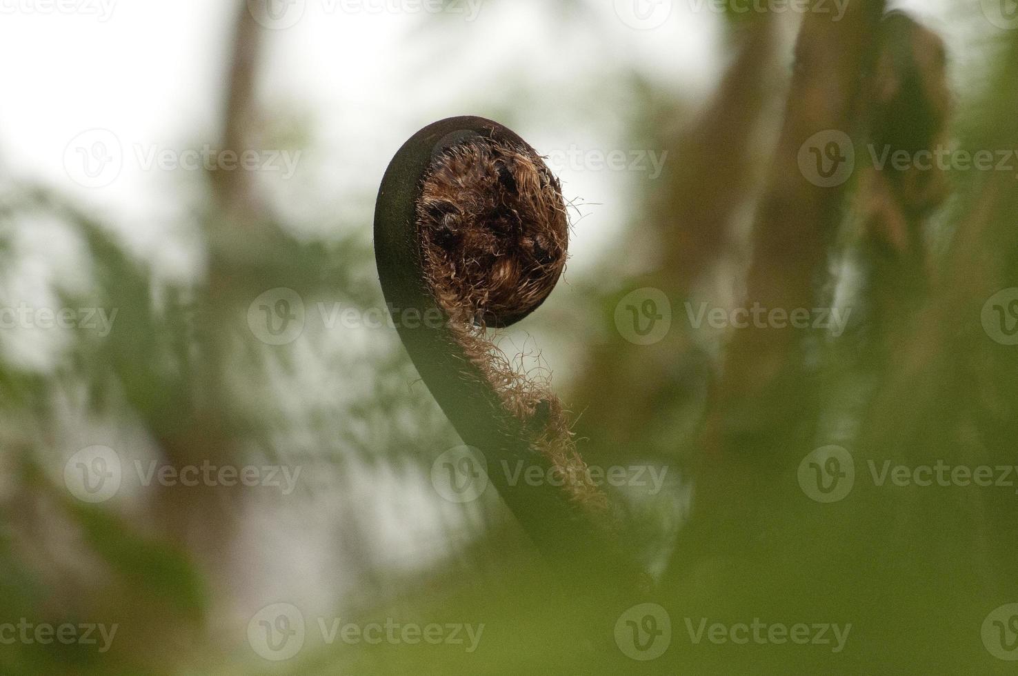 felce fiddlehead, foresta pluviale delle Ande, ecuador foto