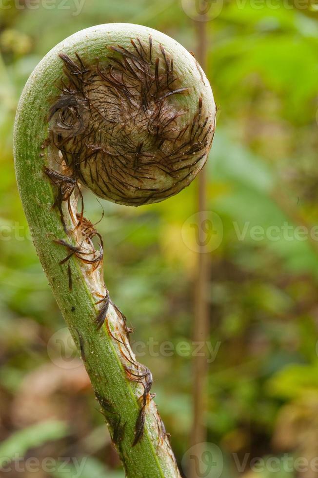 felce fiddlehead, ande cloud forest, ecuador foto