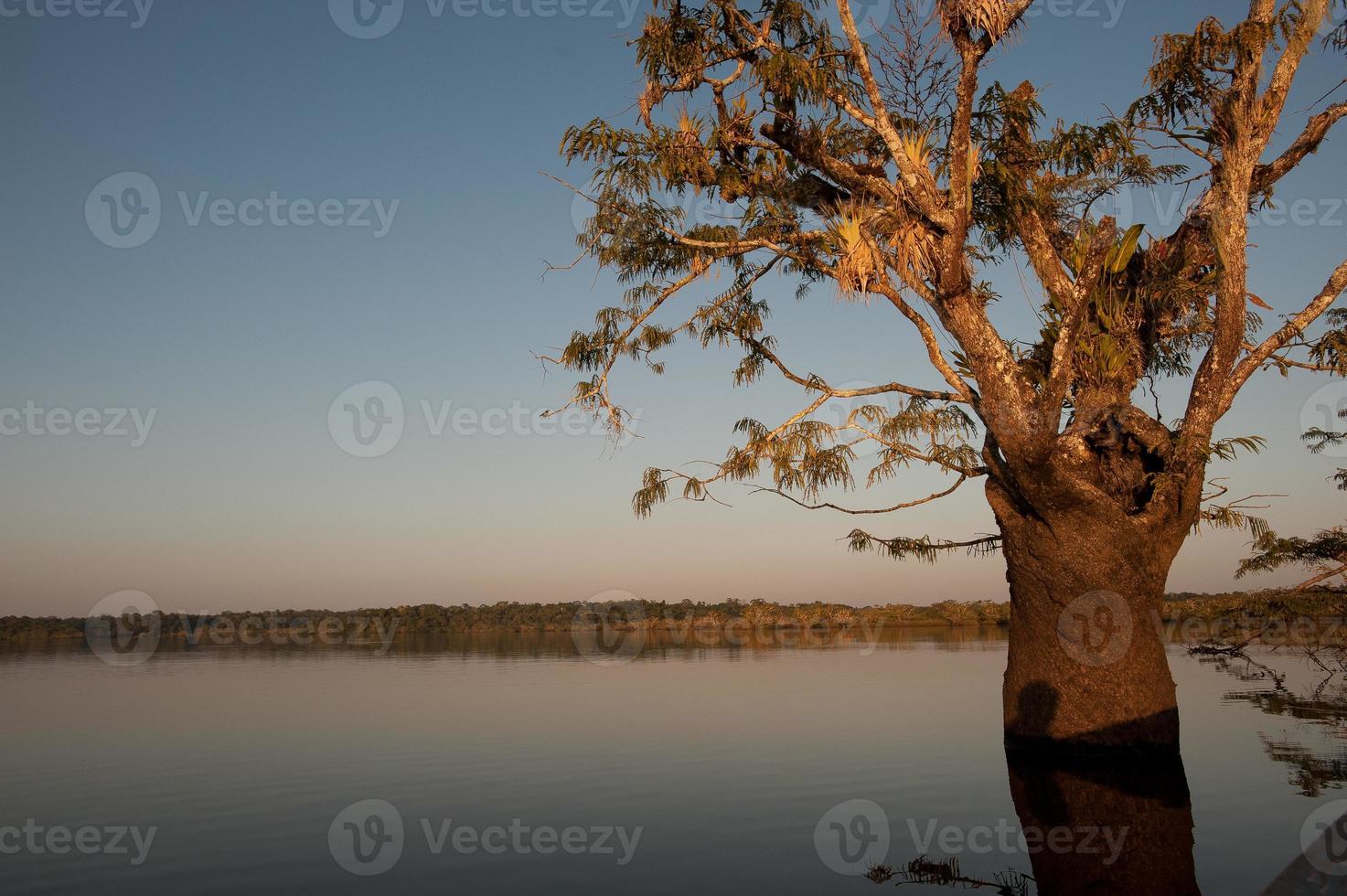 panoramica laguna grande sull'equatore, cuyabeno, foresta pluviale amazzonica foto