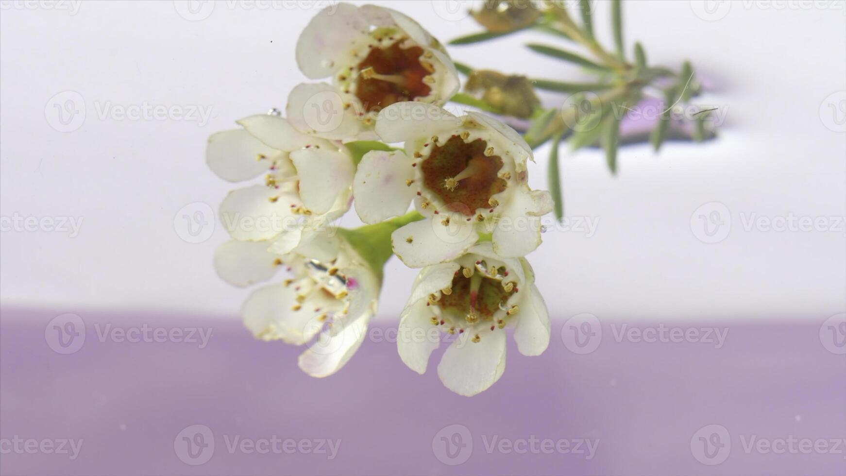 mazzo nel acqua su isolato sfondo. azione filmato. bellissimo ramo con fiori nel chiaro acqua. delicato fiori su ramo sotto acqua su isolato sfondo foto