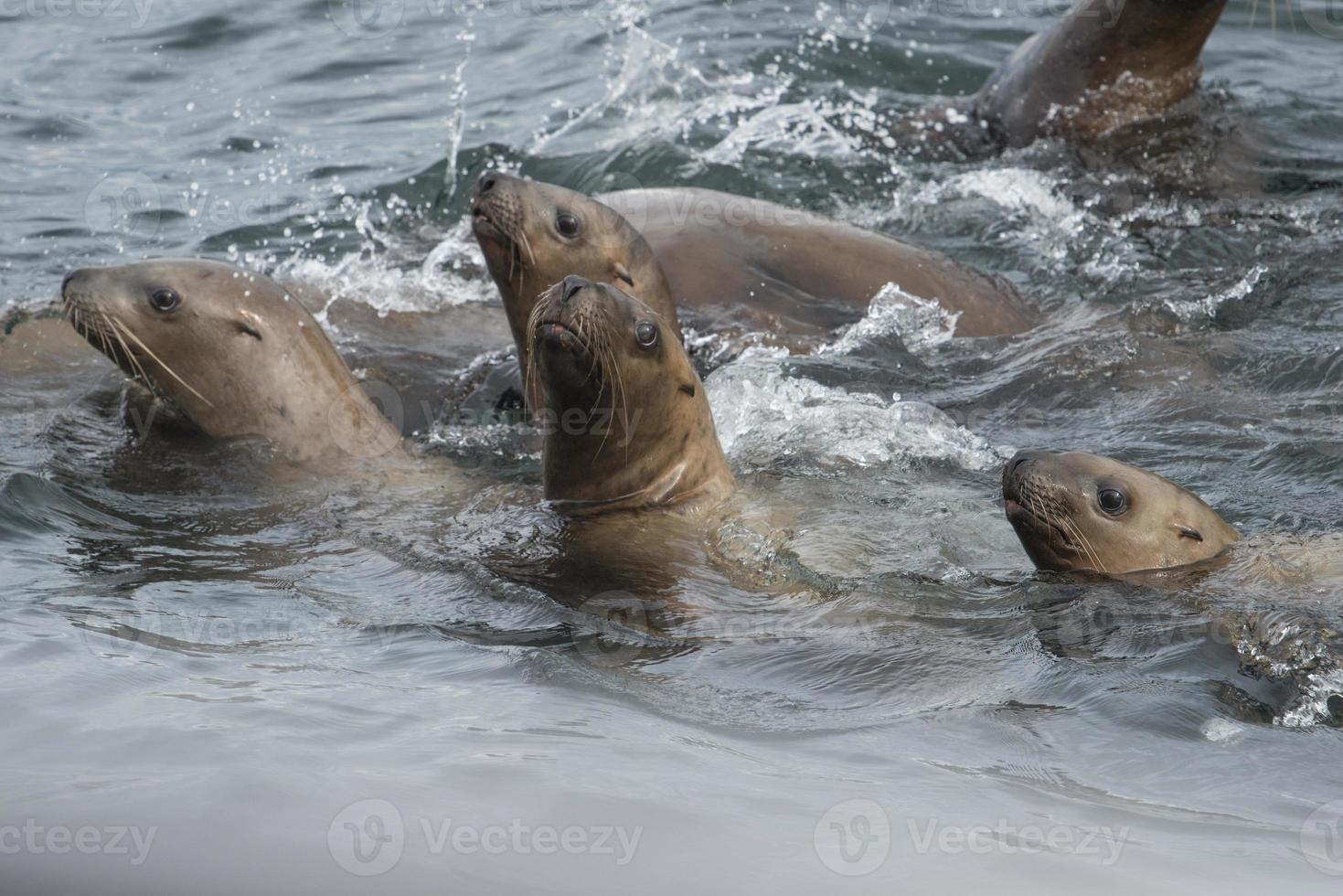 curiosi leoni marini di Steller, alaska foto