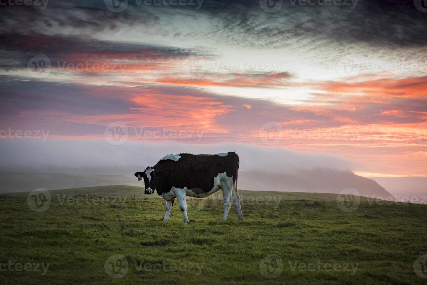 vacca da latte Holstein, punto reyes foto