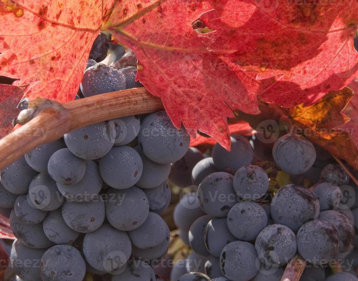 uva da vino in autunno foto