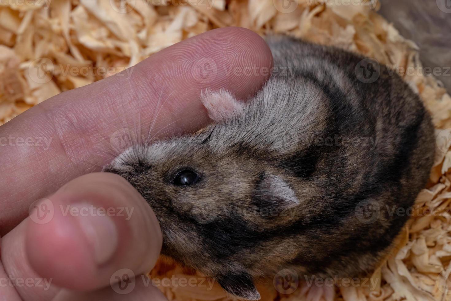 criceto nano di Campbell foto