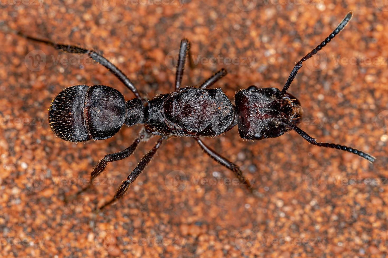 femmina adulta ectatommine regina formica foto