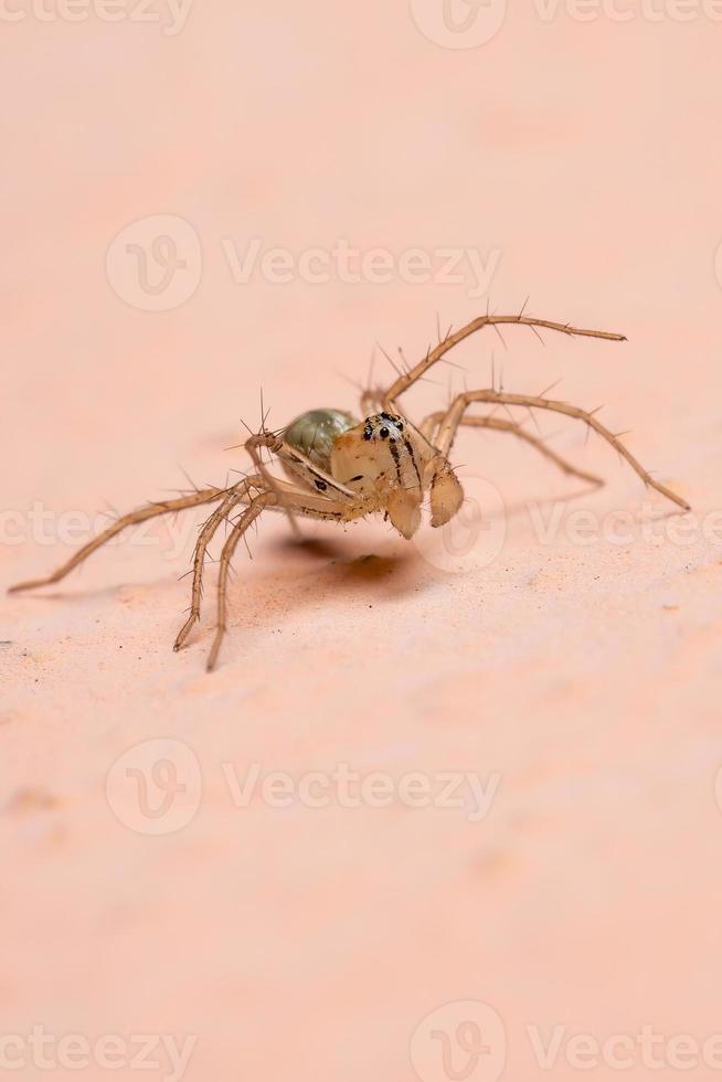 ragno lince brasiliana foto