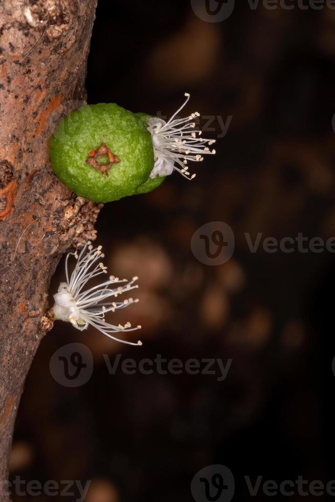 fiori di un albero di jaboticaba foto