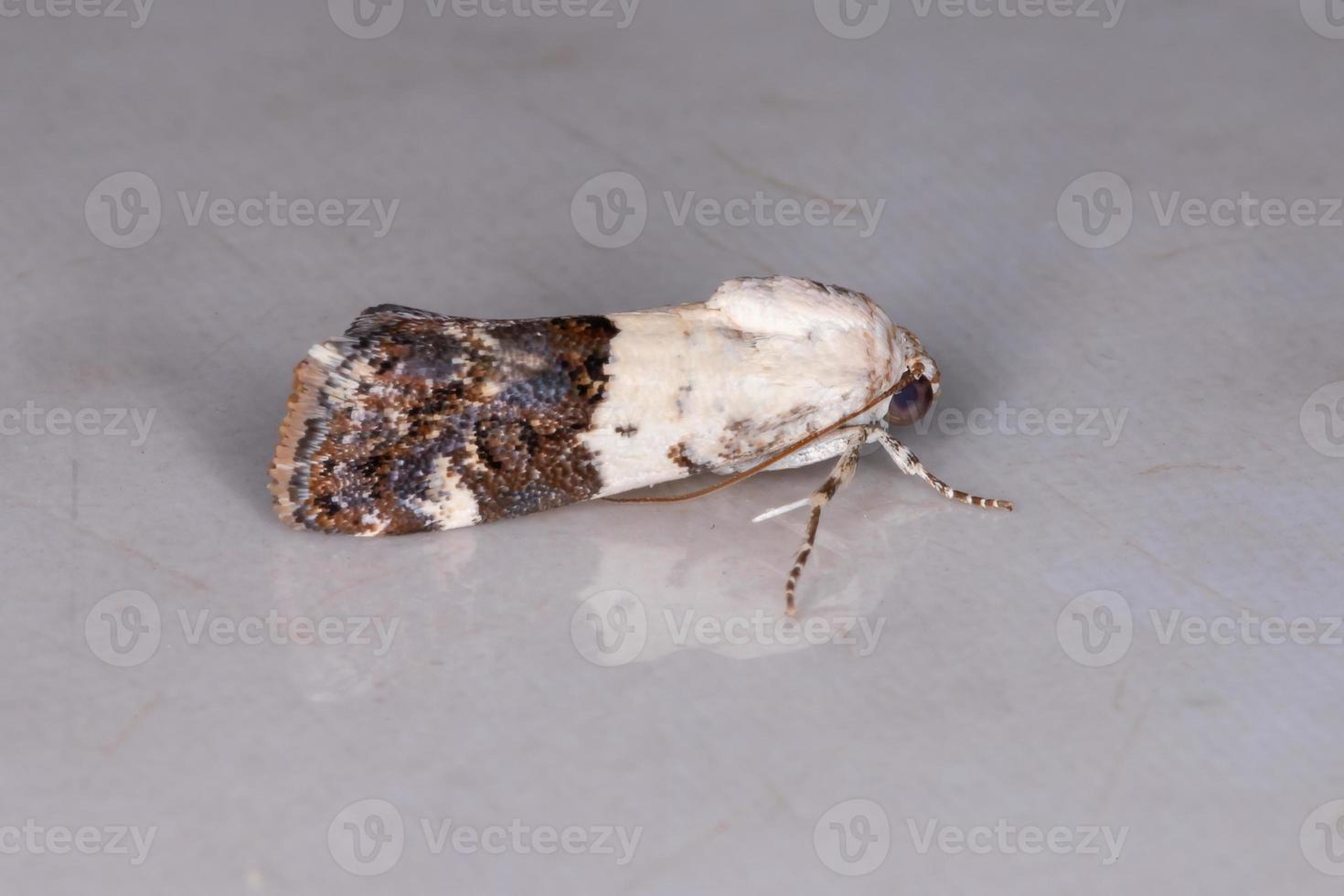 falena cutworm adulta foto