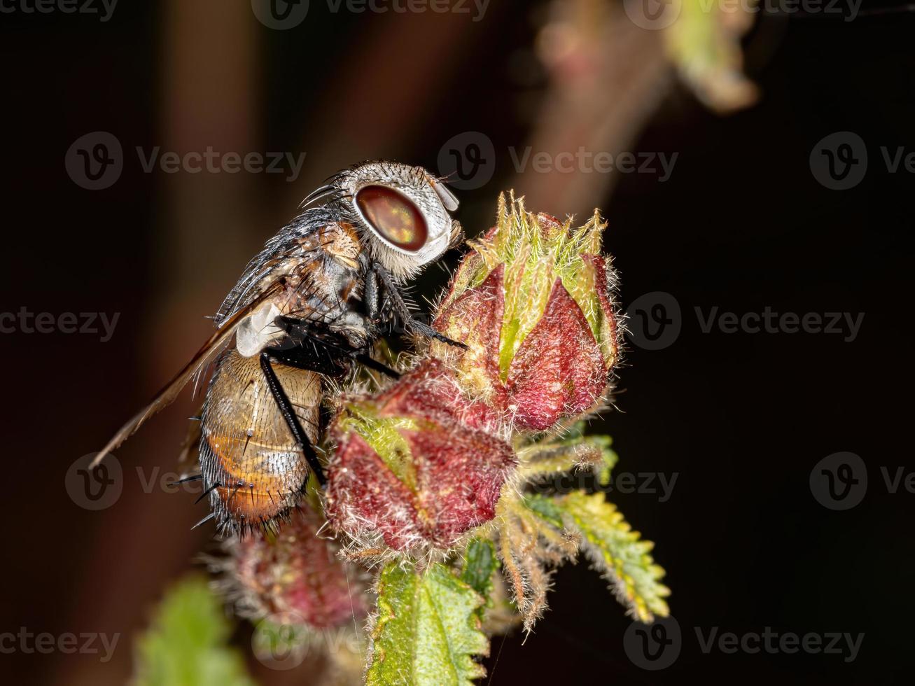 mosca tachinide brasiliana foto