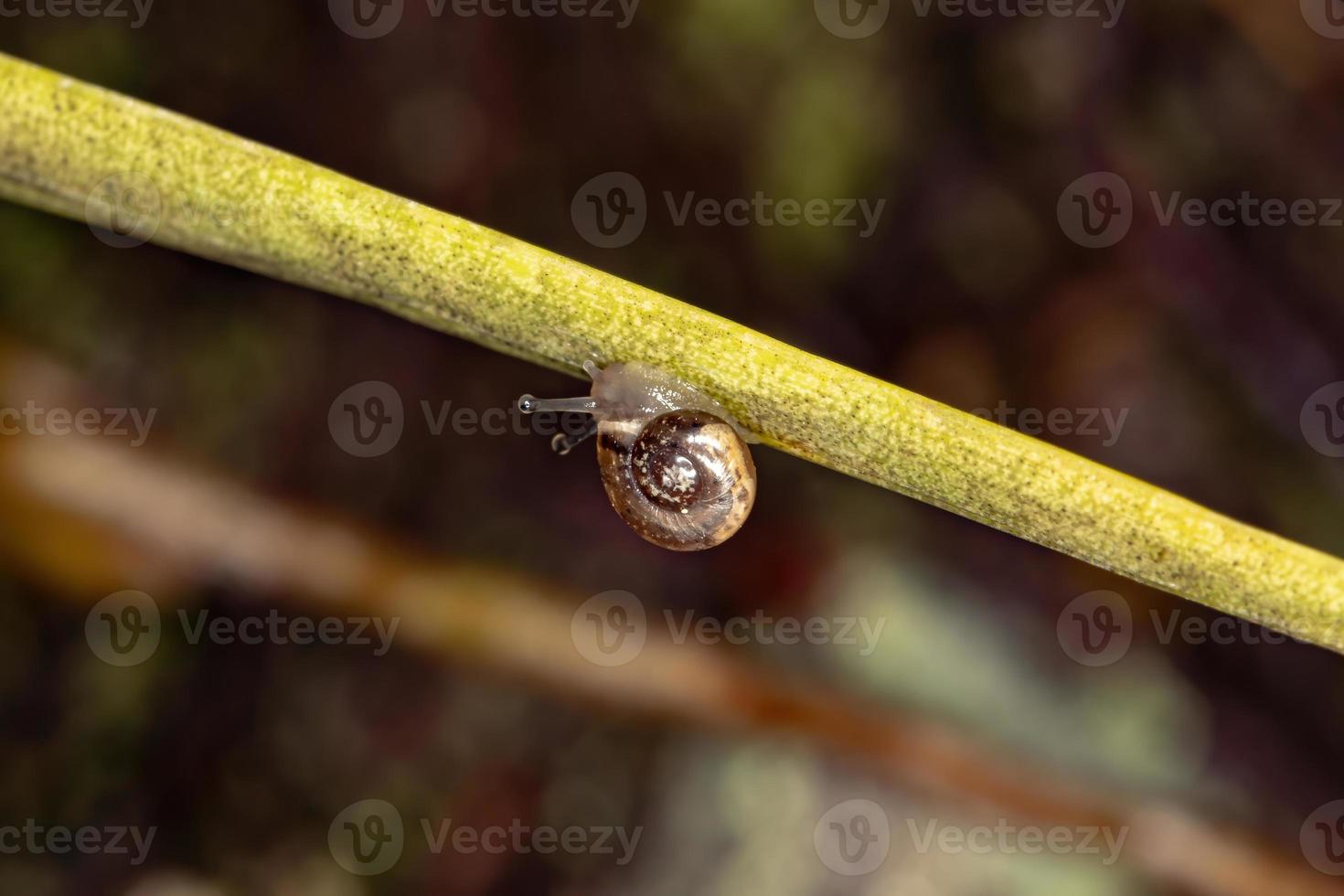 lumaca punteruolo brasiliana foto