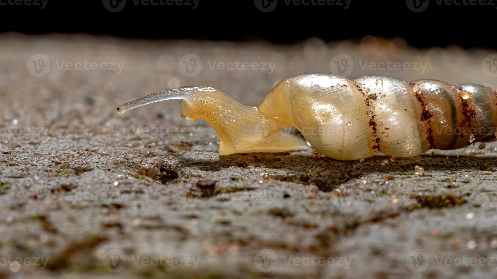 lumaca brasiliana in miniatura foto