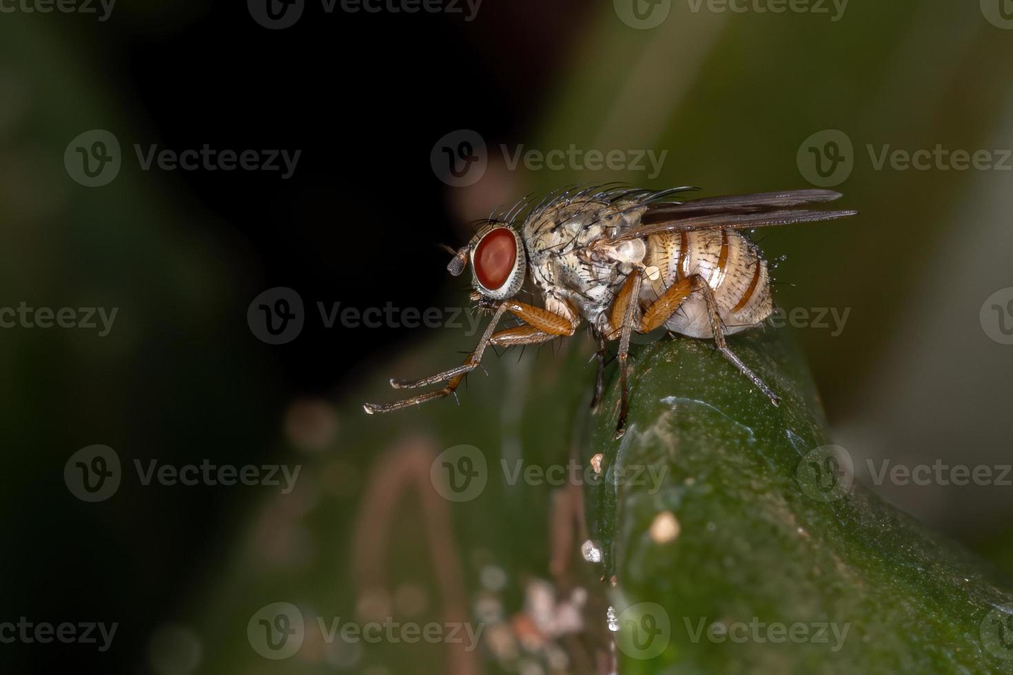 mosca domestica adulta foto