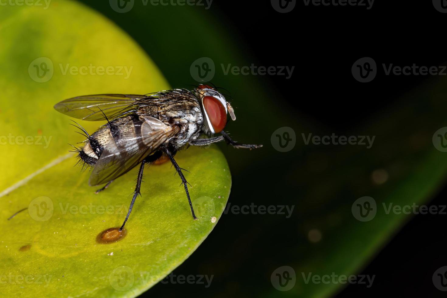 volo satellitare adulto foto