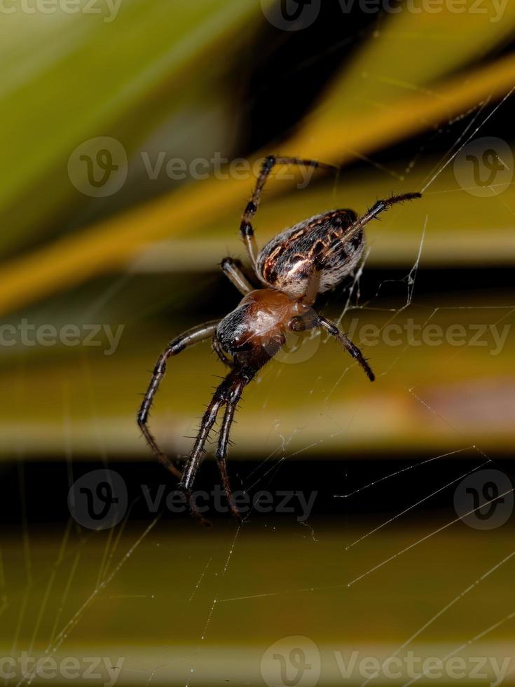 orbweaver classico brasiliano foto