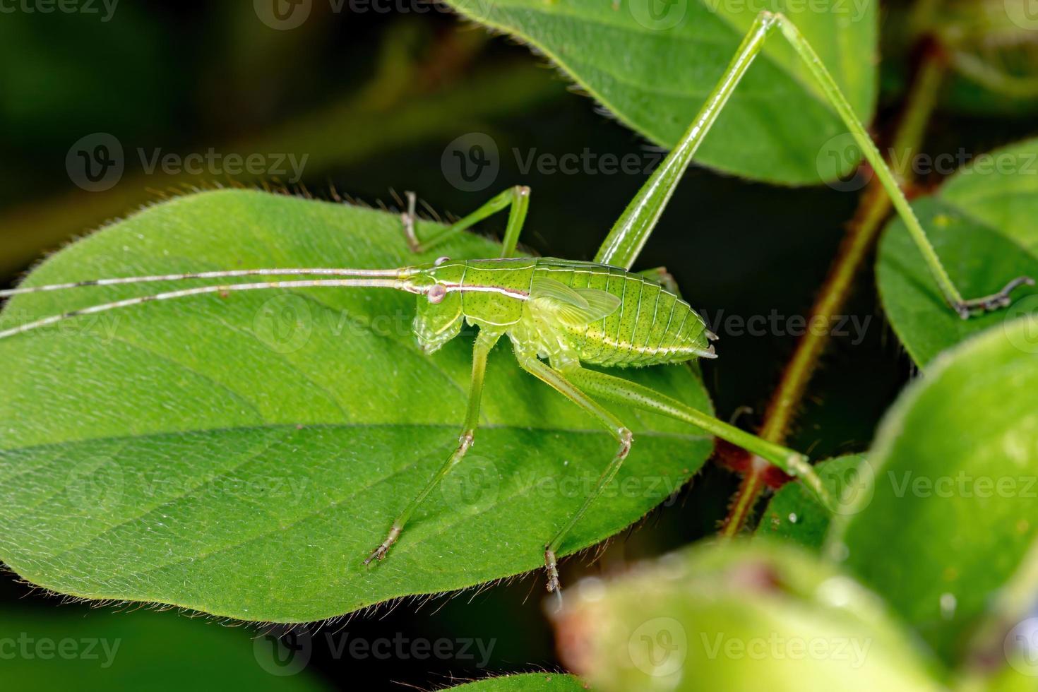 phaneropterine verde katydid foto