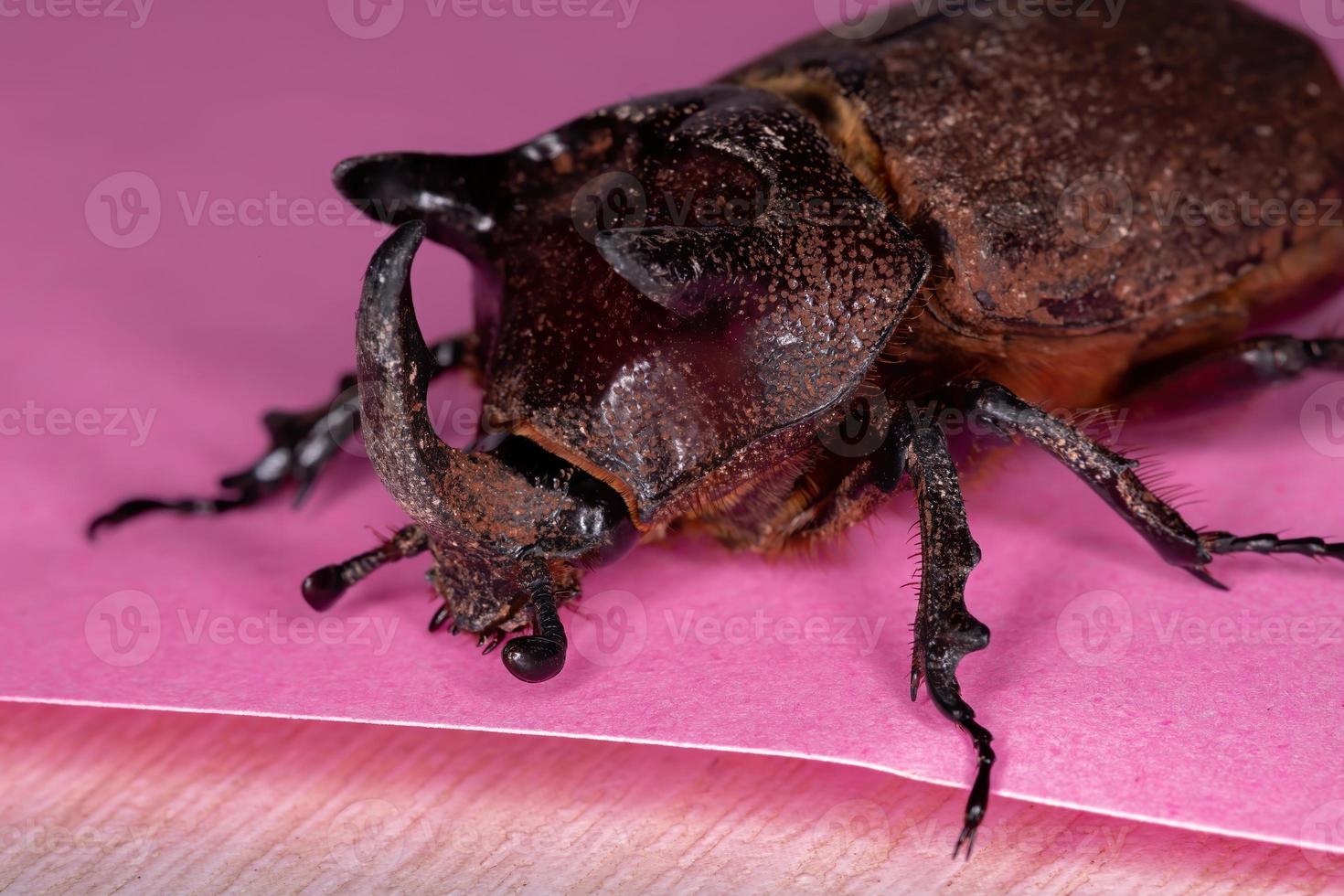 scarabeo rinoceronte brasiliano foto