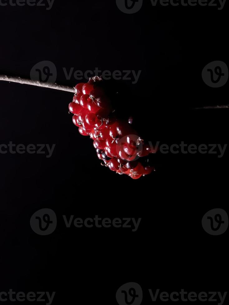 pianta di gelsi in dettaglio foto