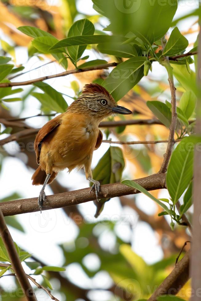 brasiliana femmina sbarrata antshrike foto