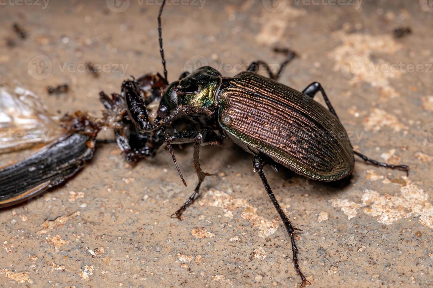 scarabeo cacciatore di bruco adulto foto