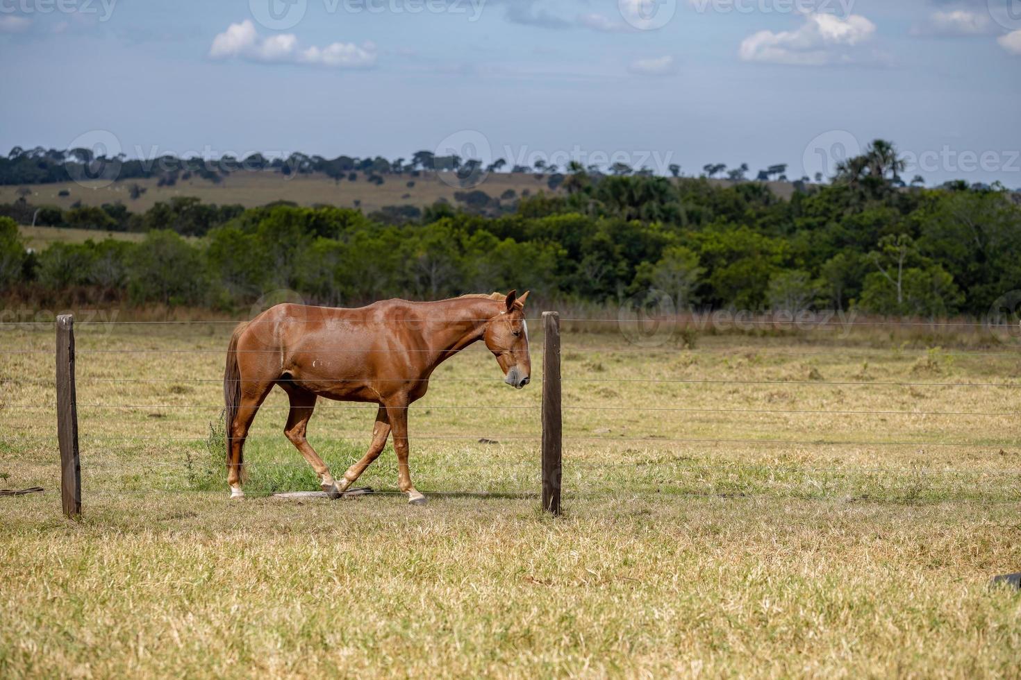 cavallo in una fattoria brasiliana foto