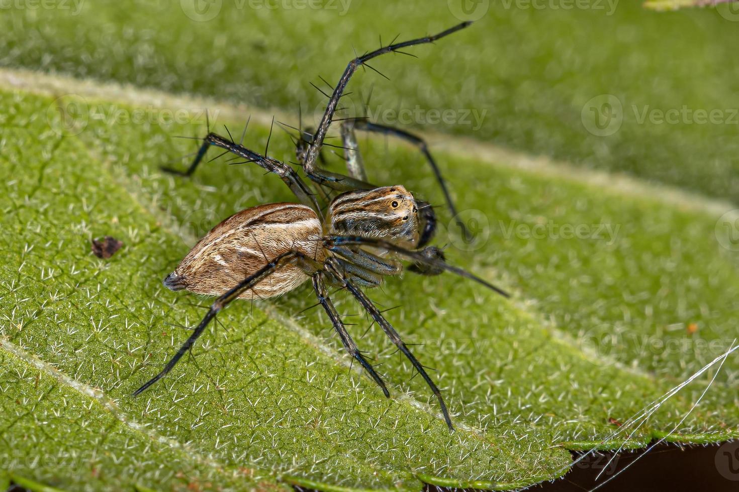 ragno lince striato maschio foto