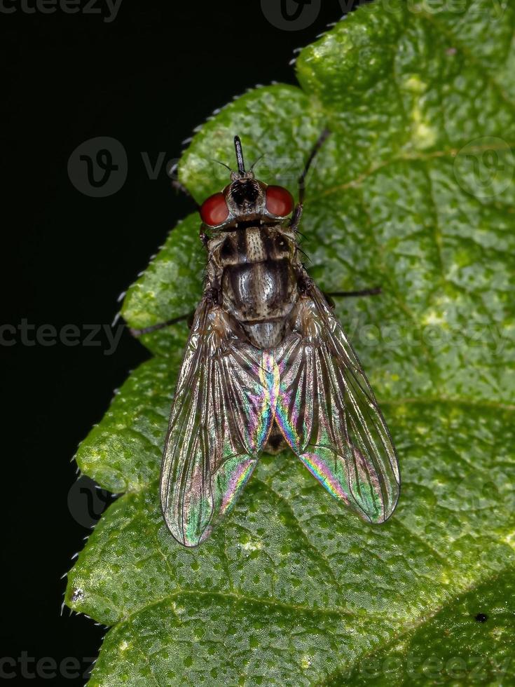 mosca domestica adulta foto