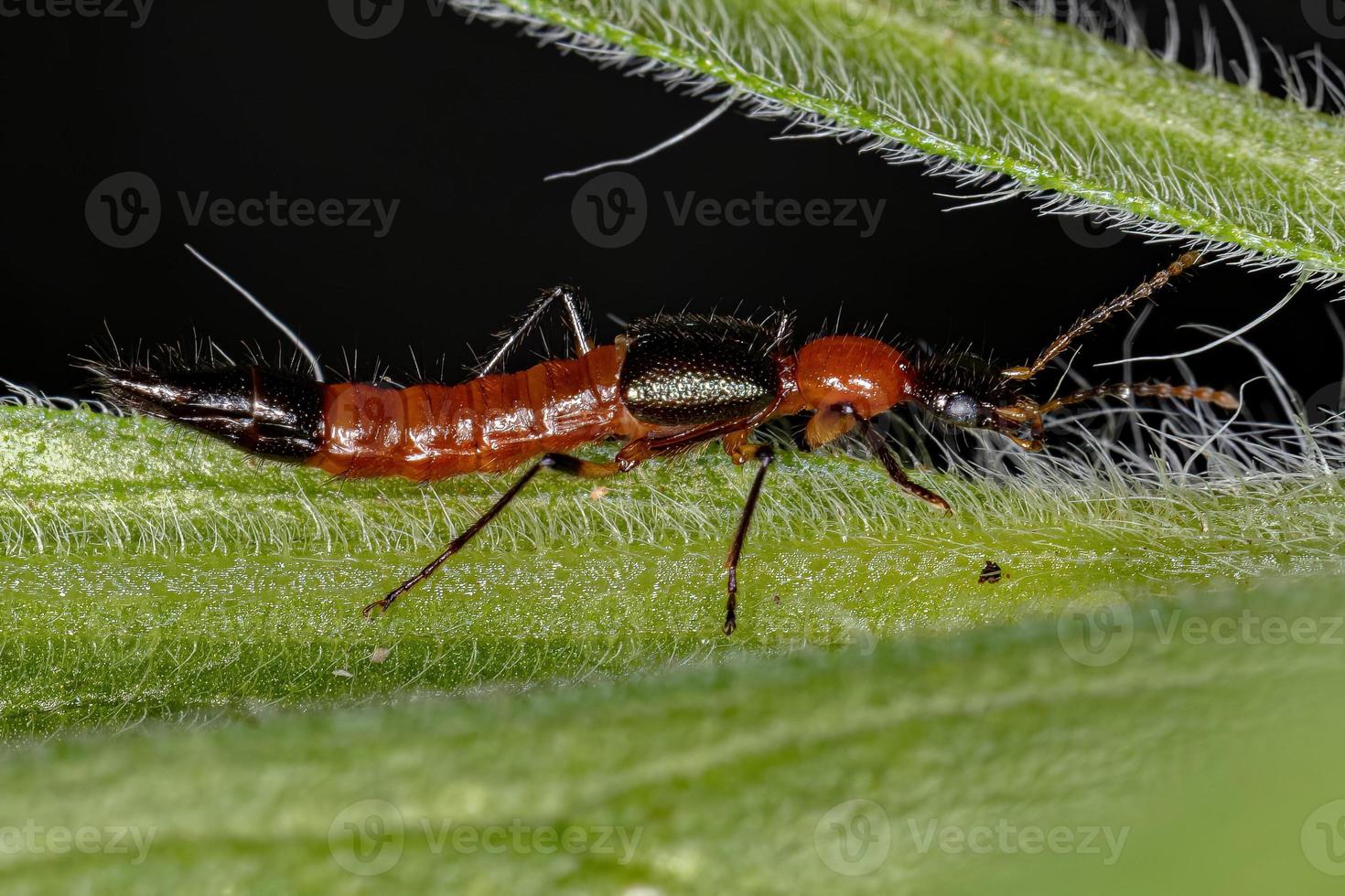 scarabeo da colpo di frusta adulto foto