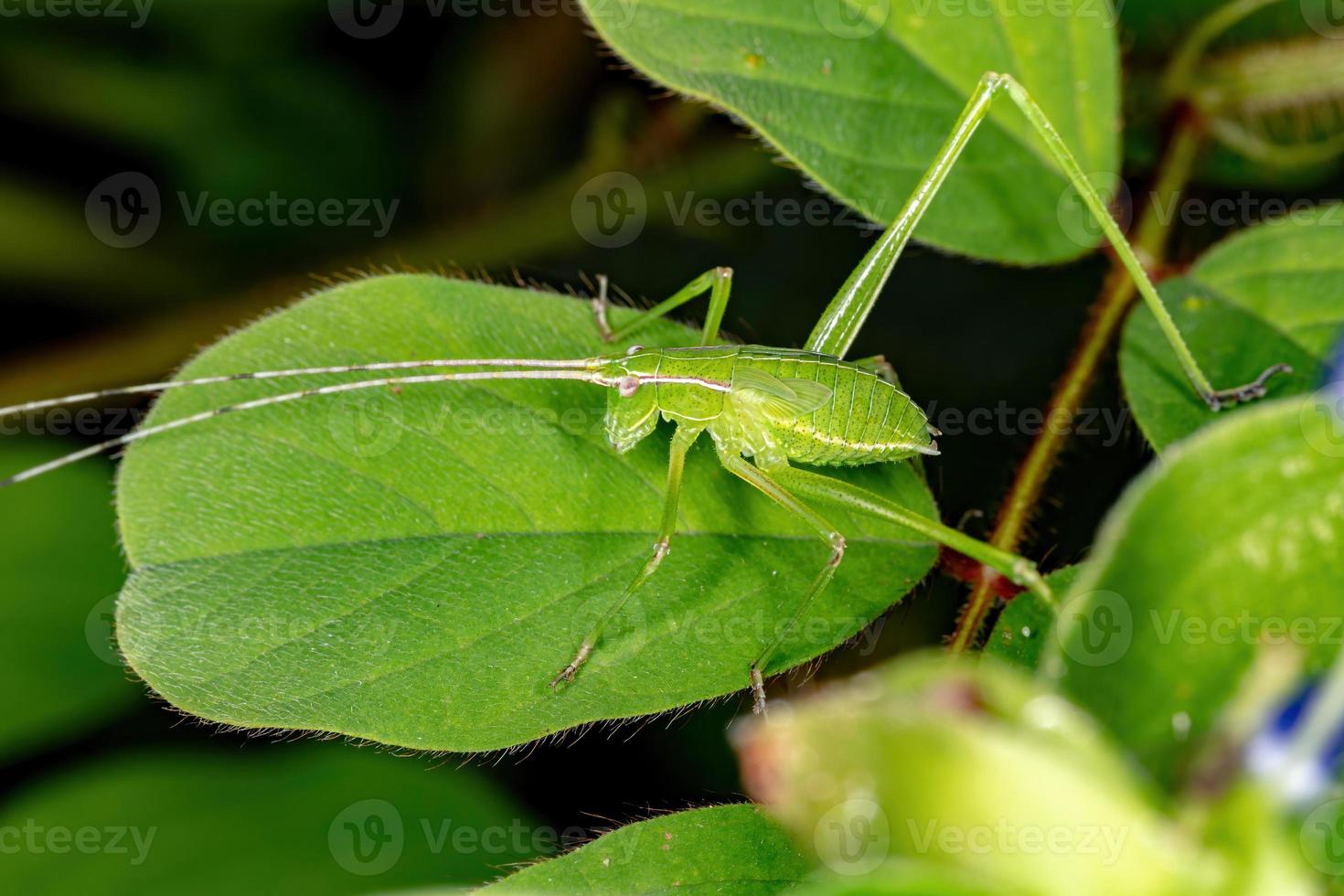 phaneropterine verde katydid foto