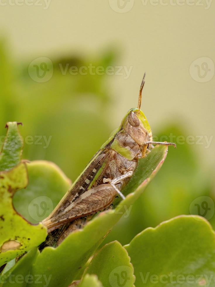 cavalletta stridulante adulta dal muso obliquo foto